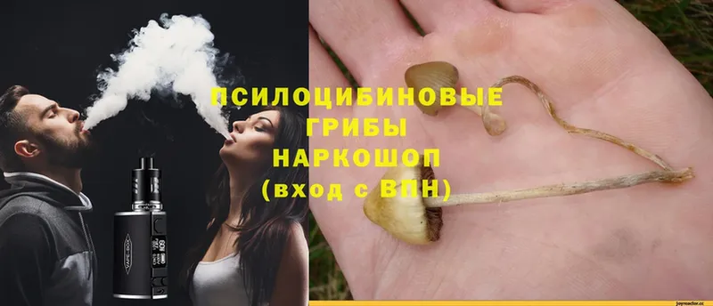 Галлюциногенные грибы Psilocybe  купить  сайты  Кулебаки 